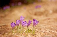 Krokus